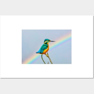 Kingfisher Rainbow Posters and Art